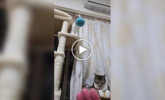Коротко о скорости реакции кошек