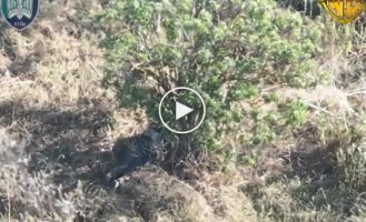 An occupier unsuccessfully hid under a bush and burned after an attack by Ukrainian drones