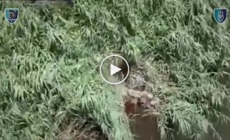 A wounded occupier caught his foot in a reed and drowned