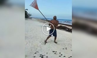 A man came to the aid of turtles