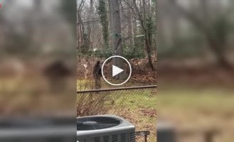 Олень застряг у чужому саду: дивовижна рятувальна операція