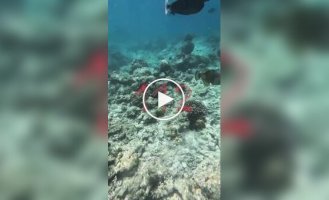 A tropical fish attacked a man