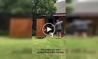 Нежданный «сосед»: туристы открыли шкаф и нашли одну из самых опасных змей в мире