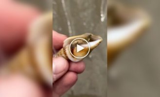 В Австралии даже моллюски не выглядят безобидно