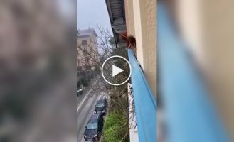 A squirrel built a shelter for itself outside the window of a residential building.