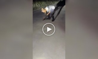 Приняла питона за безобидную змею: ошибка закончилась реанимацией