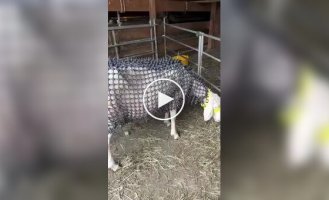«Овечья броня» для защиты от волков