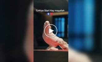 In Turkey, a pigeon was sold for the price of a car