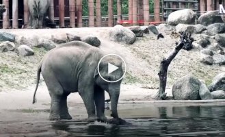 A touching moment: elephants united to pull a baby out of the water