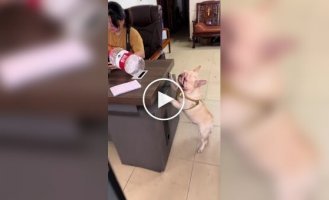 A French bulldog collecting plastic has conquered social media in China