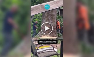 Попытка спилить дерево ради лучшего вида закончилась разрушением собственного дома