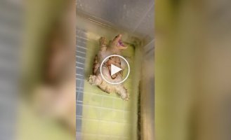 Черепаха притворяется мертвой, чтобы хозяин обратил на нее внимание