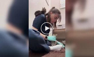 A careless kitten almost fell to the floor