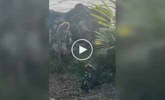 While tourists were relaxing, monkeys were finishing their beer.