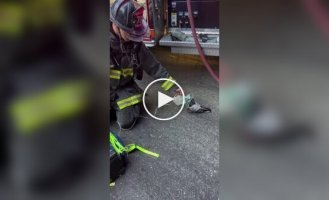 Голубь-пациент: птица обратилась к пожарным за помощью