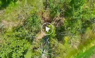 Пограничники Феникса уничтожили в Харьковской области танк и пушку оккупантов