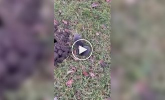 A fight between two moles