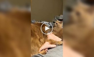 Почему стоит завести сразу кота и собаку