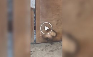 A plump, furry thief