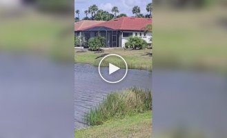 Журавль прогнал аллигатора