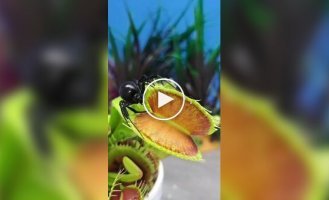 Одна роковая встреча