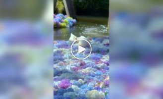 Ducks walk through hydrangeas