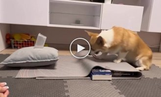 Корги научилась стрелять резинками