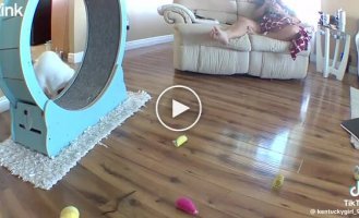 Кошачий бег с препятствиями