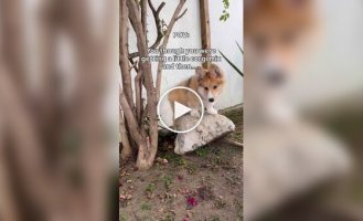 A corgi-malamute mix