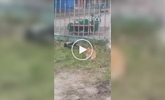 Ворона достает кота