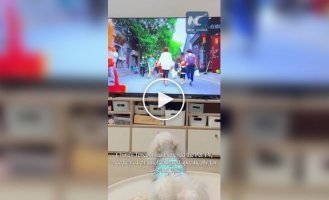 Телеканал для домашних животных в Китае