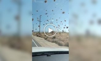 Редкие пылевые вихри Лос-Анджелеса: природа в движении