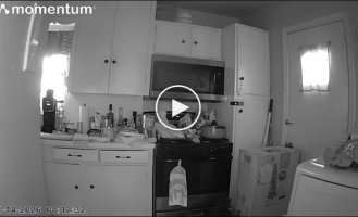 Кіт влаштував пожежу на кухні