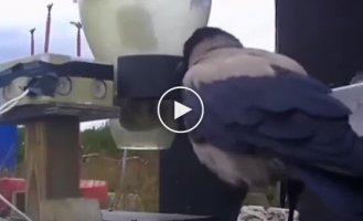 Swedes have taught crows to remove small trash from the streets