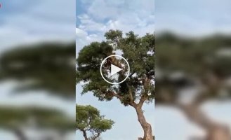 Лев попытался отобрать добычу у леопарда, но все пошло не по плану