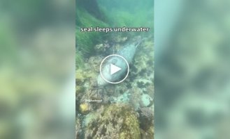 Как тюлени спят под водой