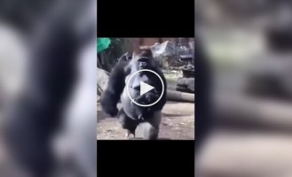 Папа-горилла любит проводить время с детенышами, но мама-горилла не разрешает ему нянчиться с ними из-за их небольшого размера
