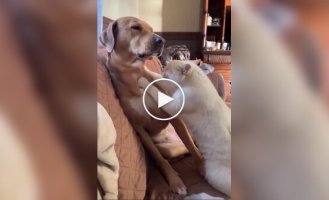 Взаимовыгодный союз