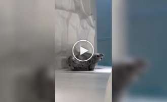 Тюлень потянулся после сна