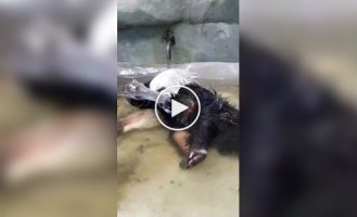 Водные процедуры муравьеда