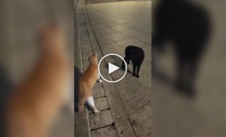 Кот умеет эффектно появляться на разборках