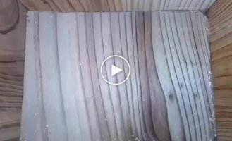 Таймлапс: птица построила гнездо, и в нем появились птенцы