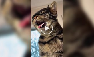 Парень печатает головные уборы для своего кота