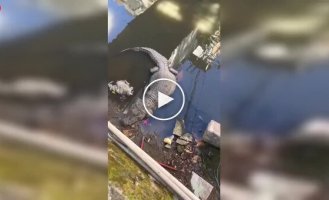 Бразильский паркур с «дополнительным адреналином»