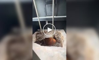 Потайное мужское логово под домом