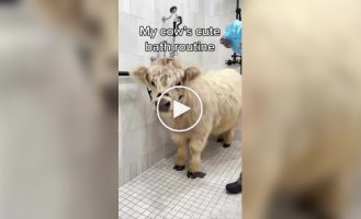 Девушка устроила настоящую СПА-процедуру для своей буренки