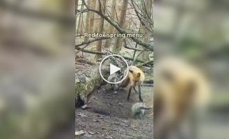 Фотоловушка в лесу показала, как лисица приносит лисятам добычу