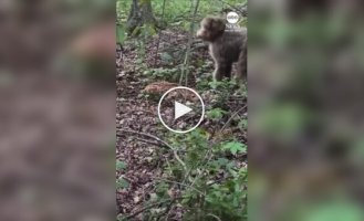 A dog didn't notice a fawn