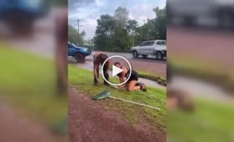 Австралийка помогла поймать крокодила