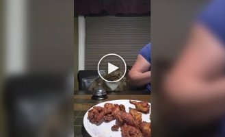 A cat masters the food-summoning bell